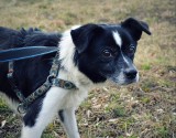 Adoptuj psy i koty ze Schroniska dla Bezdomnych Zwierząt w Chorzowie. Te zwierzaki czekają na kochającego właściciela i ciepły dom GALERIA