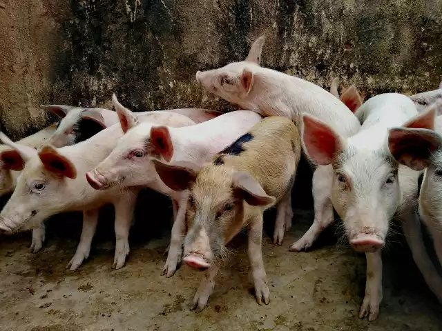 Afrykański pomór świń po raz pierwszy stwierdzono w Polsce w lutym 2014 r. w województwie podlaskim u dzików.