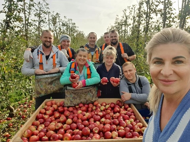 Monika Bankiewicz (z prawej) w towarzystwie pomocników pomagających zebrać owoce w tym bardzo trudnym dla sadowników roku.
