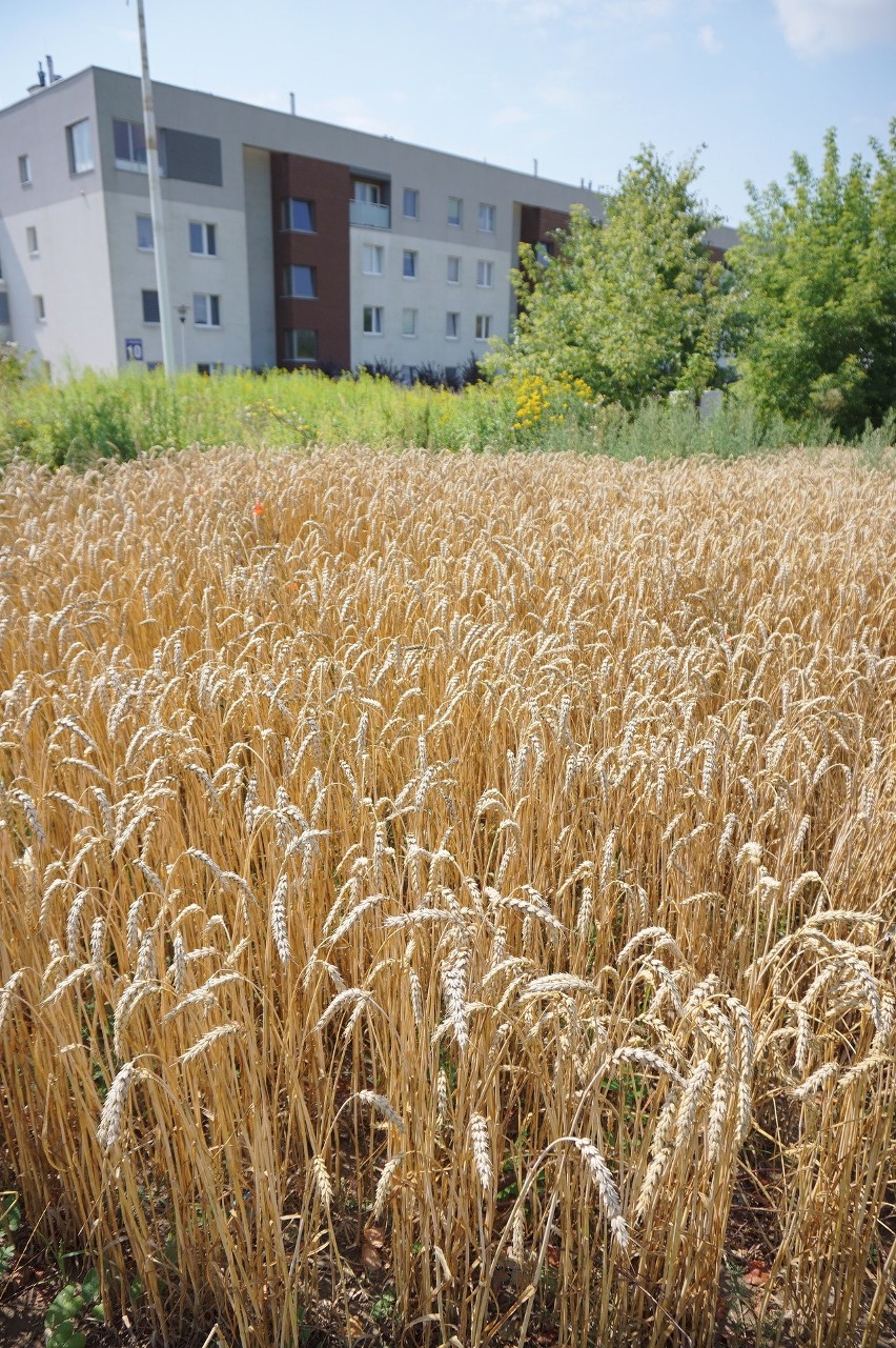 Lublin miejsko-wiejski. Rolnicze widoki w granicach miasta (ZDJĘCIA)                                       
