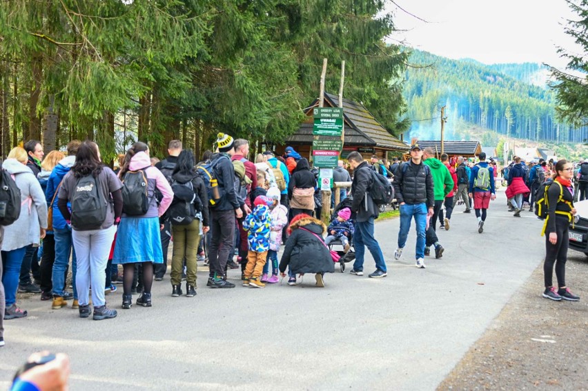 Krokusy w Tatrach to co roku wielka atrakcja dla turystów