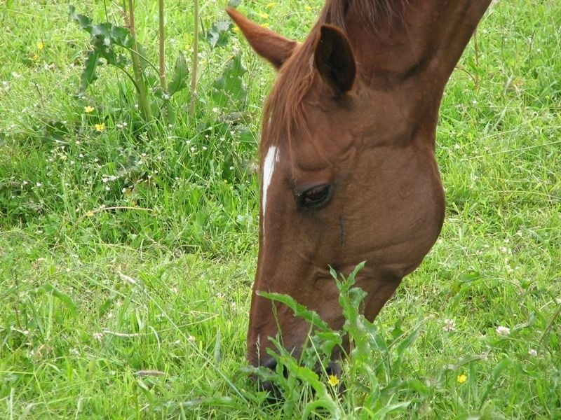 Koń skubiący trawę w Rzekuniu