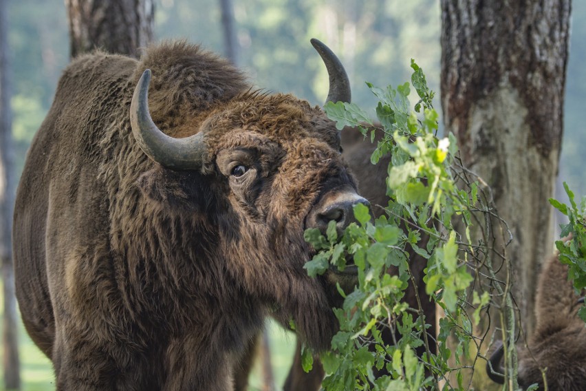 Białowieża i Puszcza Białowieska nie są w całości zamknięte...