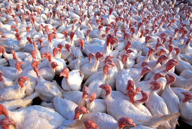 Już wcześniejsze fale wirusa dotkliwie odbiły się na sytuacji drobiarzy. KIPDIP wskazuje, że podczas ostatniej epizoocji grypy ptaków w USA najbardziej poszkodowani zostali producenci jaj i indyków w stanie Iowa, w którym zutylizowano prawie 16 milionów sztuk drobiu. 