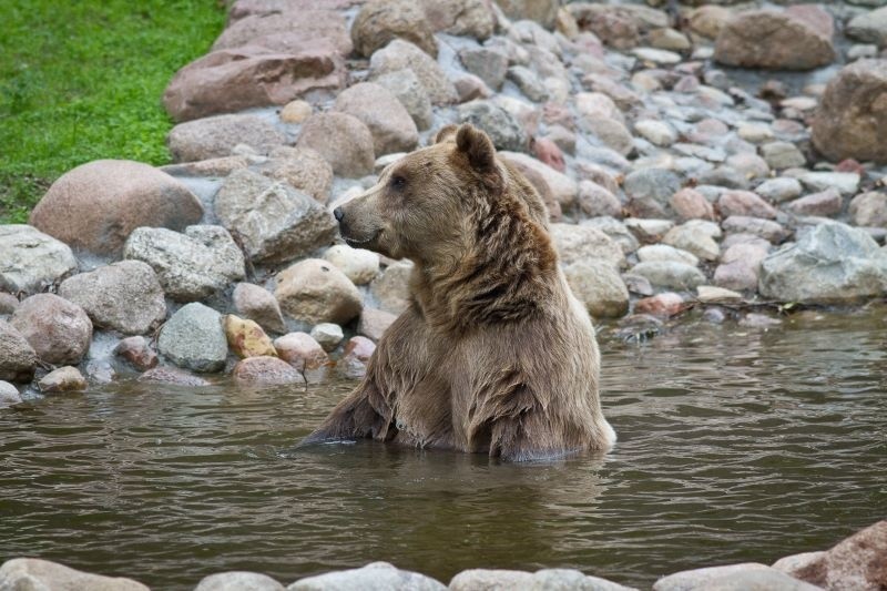 Niedźwiedź Grześ w ogrodzie Akcent ZOO