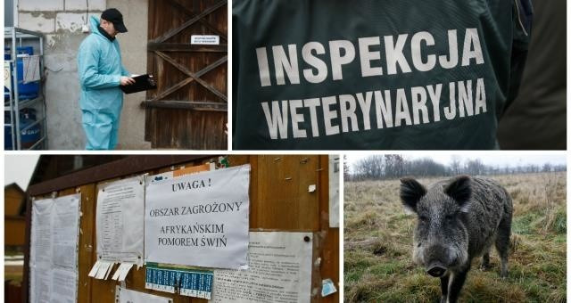 Czerwona strefa zagrożenia ASF ma zostać rozszerzona