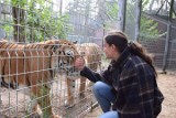 Dyrektor poznańskiego zoo o uratowanych tygrysach: Zasikana zostałam od stóp do głów