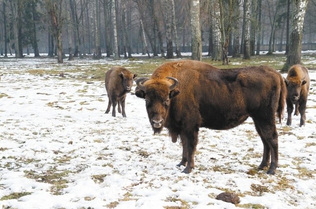 W Puszczy Augustowskiej najpierw pojawić się ma 10 żubrów: dwa byki starsze, dwa młode, po dwie krowy - dorosłe i młode oraz dwa cielęta. Z czasem stado ma się rozrosnąć do 35-40 osobników. Zwierzęta miałyby do swojej dyspozycji teren o powierzchni około 28 tysięcy hektarów.