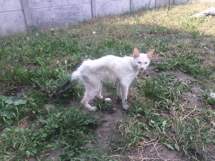 Białasek został znaleziony przez inspektorów OTOZ Animals w...