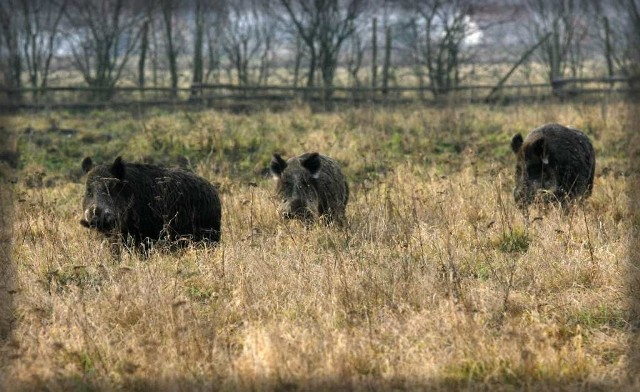 Dziki niszczą uprawy zbóż, ziemniaków i jarzyn, a wysokość odszkodowania jest zwykle niewspółmierna do szkody