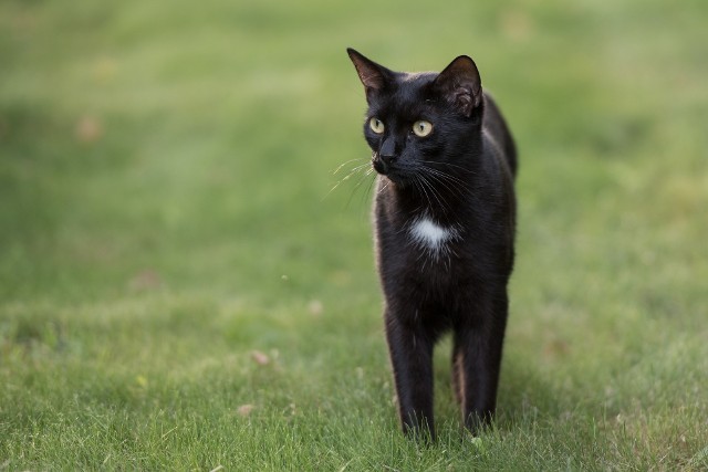 Przebiegający nam drogę czarny kot to chyba najbardziej popularny polski przesąd.
