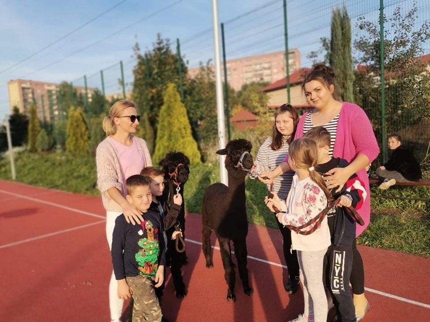 Wyjątkowa lekcja przyrody w Specjalnym Ośrodku Szkolno-Wychowawczym w Starachowicach. Dzieci zobaczyły z bliska... alpaki! [ZDJĘCIA]