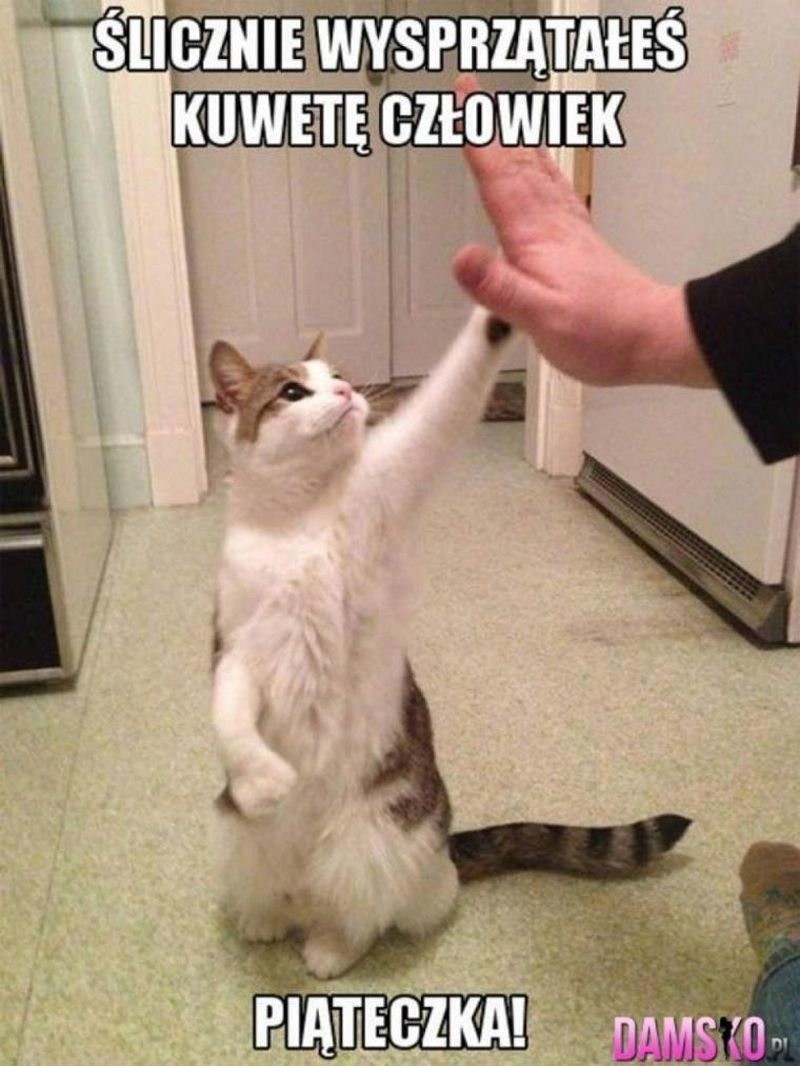 Najnowsze i śmieszne memy o kotach. Zabawne obrazki o...