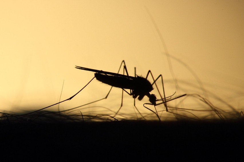 Komary w tym roku gryzą wyjątkowo i jest ich nadzwyczaj...