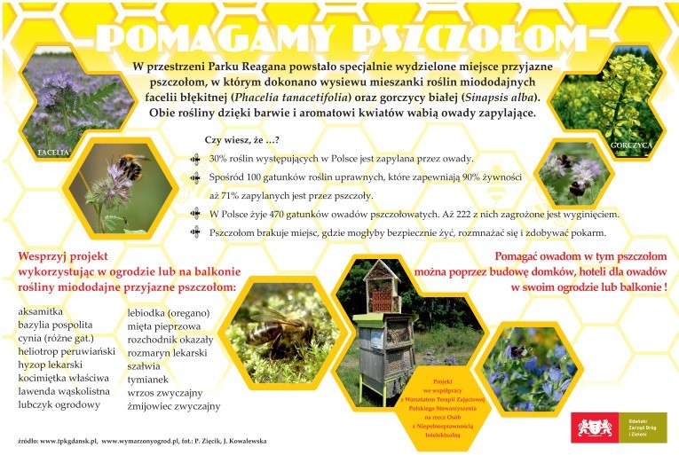 Dużo nowych roślin w gdańskim, nadmorskim parku im. Ronalda Reagana. Mają one przyciągnąć spacerowiczów i... pszczoły