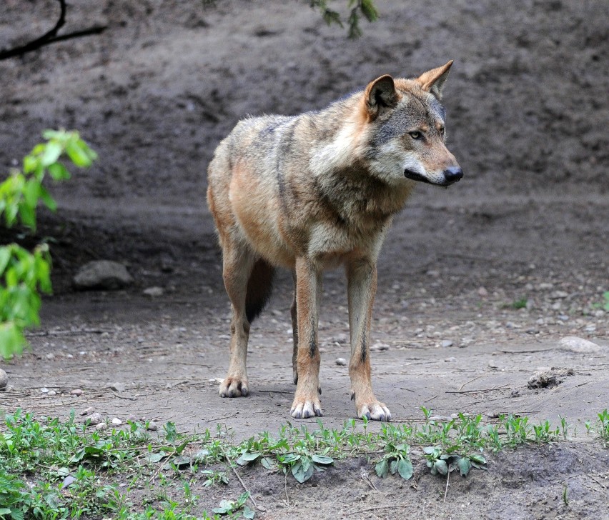Wilk uciekł z wybiegu w gdańskim zoo. Pracownik ogrodu...