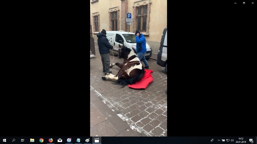 Kraków. Koń padł w centrum. Dziwne zachowanie woźnicy [ZDJĘCIA, WIDEO]