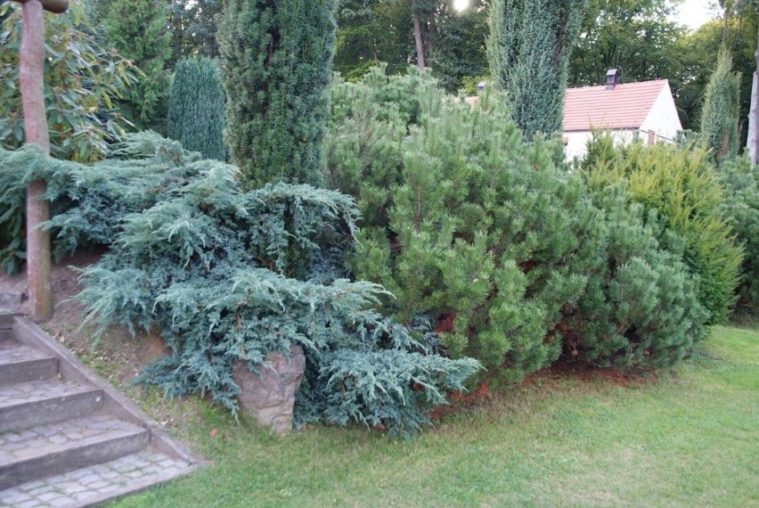 Krzewy iglaste
Iglaki zdobią okolice domu przez cały rok