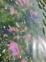 Dobczyce. Różowe wykwity w wodach Raby. Naukowcy: to bakterie siarkowe 