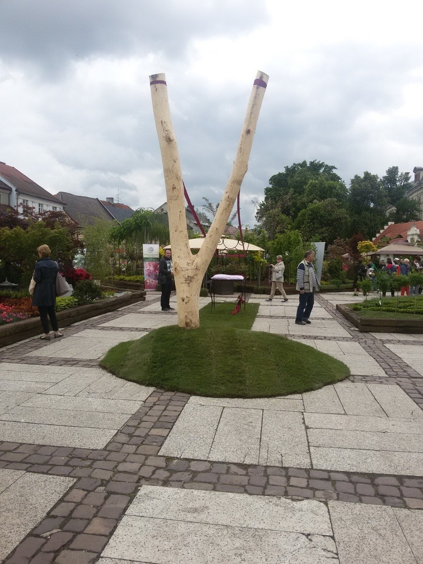 Rynek w Pszczynie na Daisy Days zmienił się w ogród