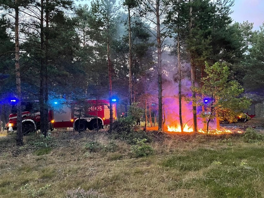 Do dwóch pożarów w lesie przy ul. Lisiej w Małej Nieszawce...