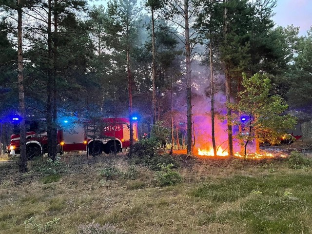 Do dwóch pożarów w lesie przy ul. Lisiej w Małej Nieszawce doszło w poniedziałek, 14 sierpnia.