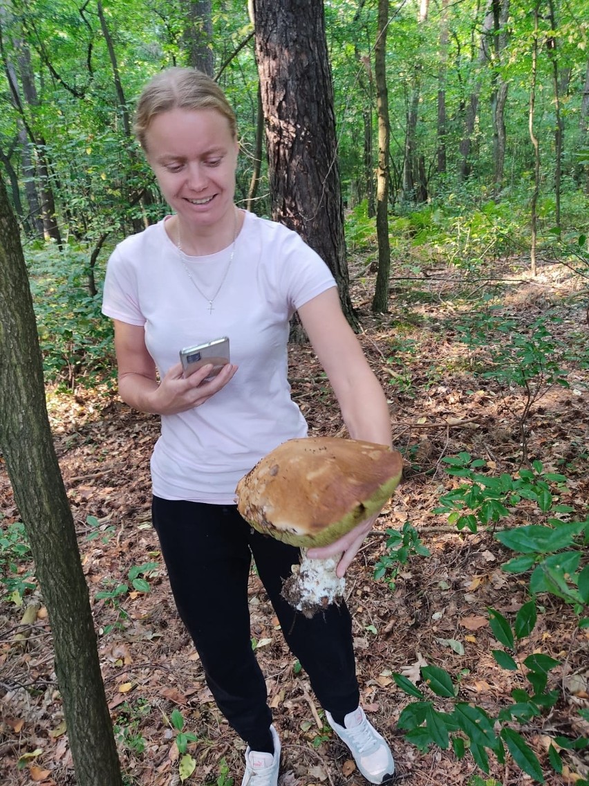 Opolskie. Wysyp grzybów w lasach. Zdjęcia internautów.
