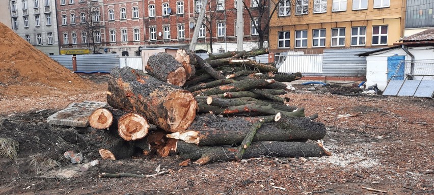 Stuletnie drzewa w Katowicach zostały wycięte bez zważania...