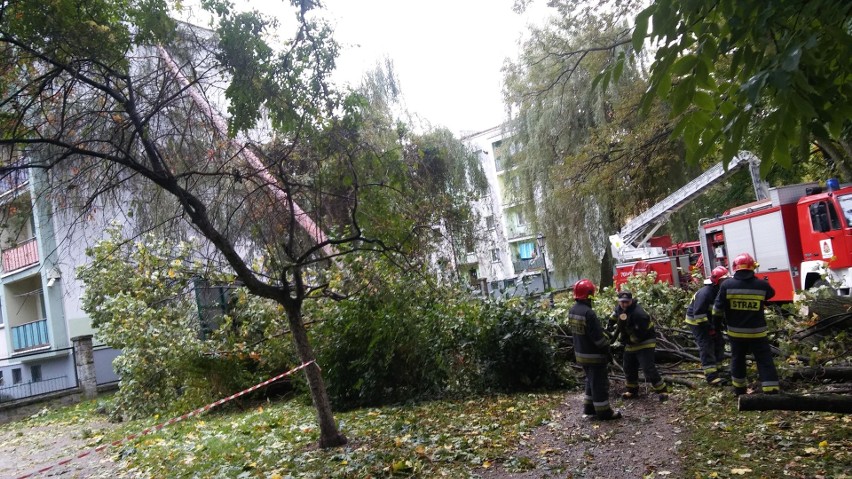 Park żywiecki został zniszczony przez orkan Ksawery nawet w...