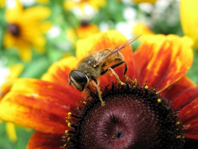 Coraz więcej chemii w rolnictwie zabija pszczoły. Fort. Dariusz Danek