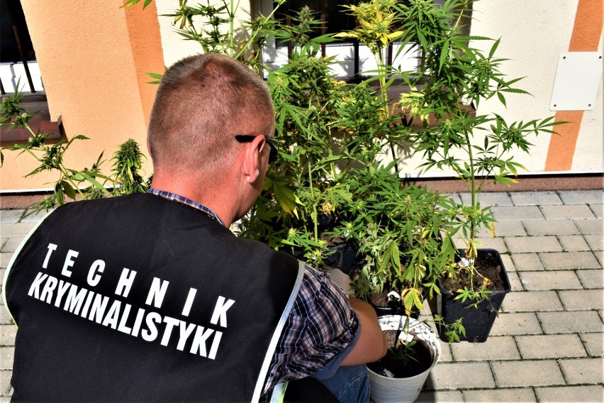Augustów. Zatrzymane osoby same powiedziały policji o uprawie narkotyków (zdjęcia, video)