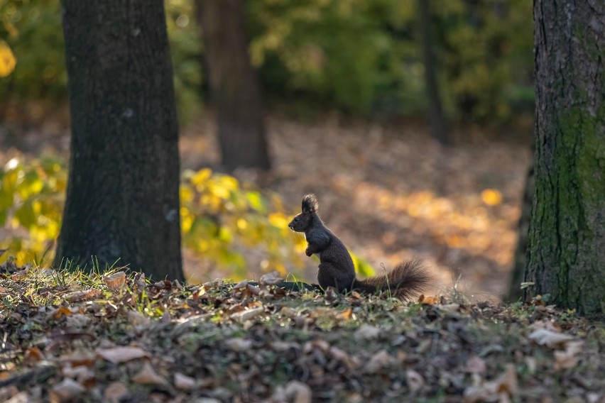 Park Bednarskiego