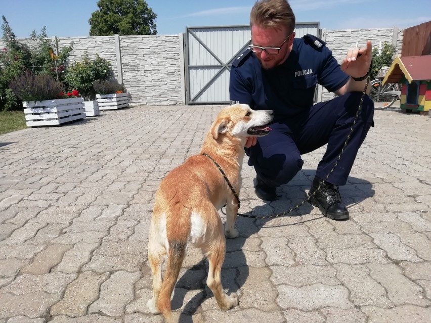 - Będzie towarzyszył policjantom na dyżurach, łagodził...