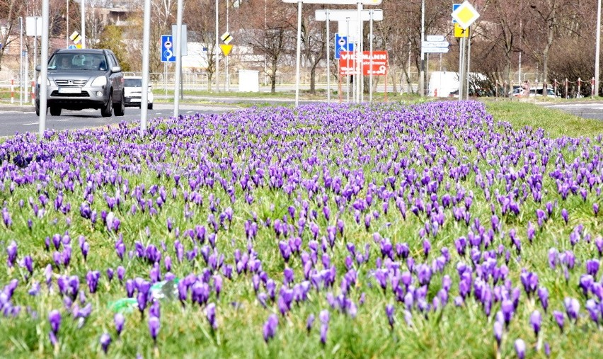 Mamy wiosnę! W Zielonej Górze pojawiły się pączki na...