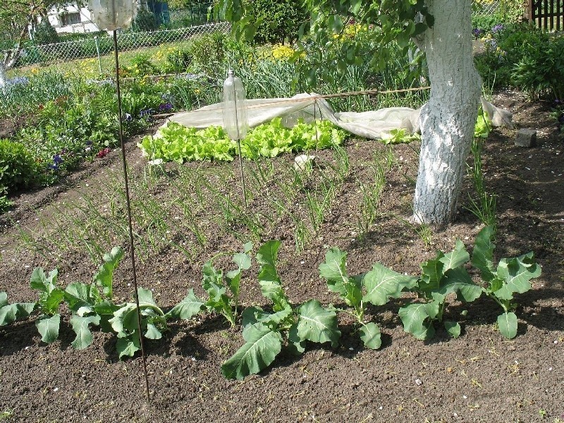 Warzywa w ogrodzie...