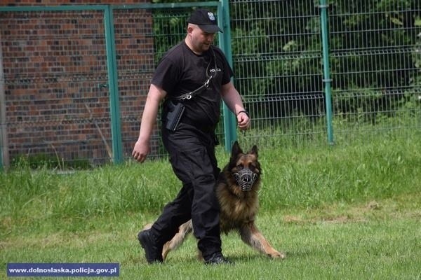Dolnośląskie psy policyjne mogą pełnić służbę. 40 czworonogów pozytywnie przeszło testy