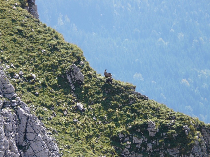 Tatry. Policzyli kozice w górach. Jest ich więcej niż przed rokiem