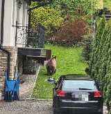 Zakopane. Niedźwiedź grasuje na osiedlu domów jednorodzinnych. Policjanci namierzyli go po... śmieciach