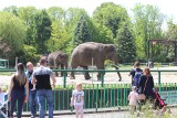 Śląski Ogród Zoologiczny jest już otwarty. Są nowe zasady bezpieczeństwa. W zoo w Chorzowie obowiązkowa jest maseczka