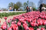 Kolorowa majówka w Błotniku. "O Rany, Tulipany". Rodzinna atmosfera, pełno kwiatów i tulipanowy ogród, który zachwyca każdego roku