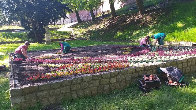 W Chełmnie robi się coraz piękniej - pracownicy zieleni miejskiej wysadzają kwiaty