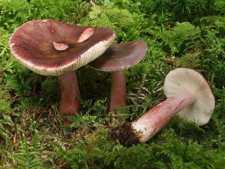 Gołąbek agrestowy (Russula queletii) - niejadalny...