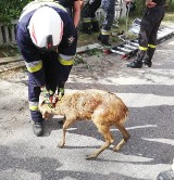 Strażacy z Połczyna-Zdroju ruszyli na pomoc sarnie [zdjęcia]