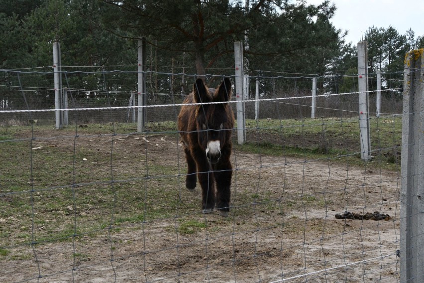 Właściciele Ogrodu Zoologicznego „Leśne Zacisze” w Lisowie koło Morawicy proszą o pomoc na karmę dla zwierząt (WIDEO)