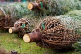 Ceny choinek 2023 w Golubiu-Dobrzyniu i okolicy. Sprawdzamy ile kosztuje żywe drzewko na Boże Narodzenie