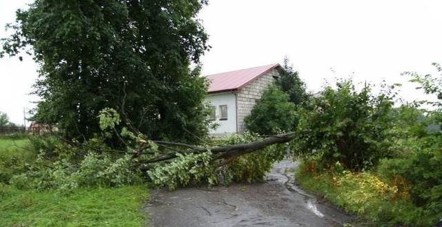 Zwalone drzewo między Kleosinem a Księżynem