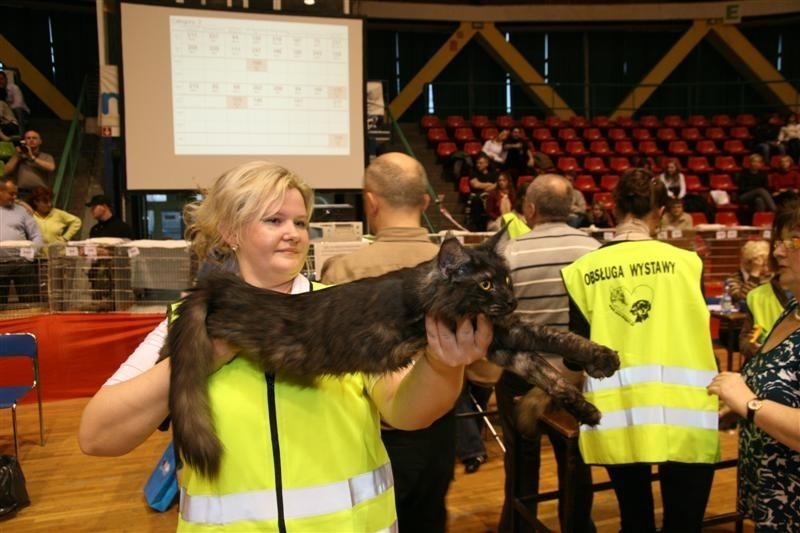 XX Wystawa Kotów Rasowych w hali Okrąglak w Opolu.