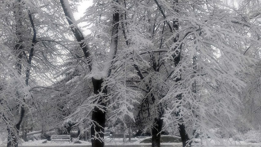 Tak wygląda zimą Park Inwalidów Wojennych przy ul....