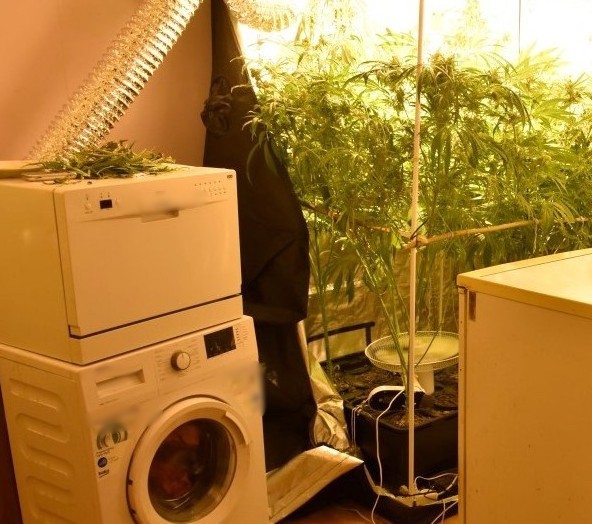 Policjanci przypadkowo odkryli wielką plantację marihuany w mieszkaniu