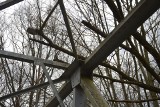 Most Kolejarzy w Żaganiu już działa, ale leży na nim drugie drzewo!